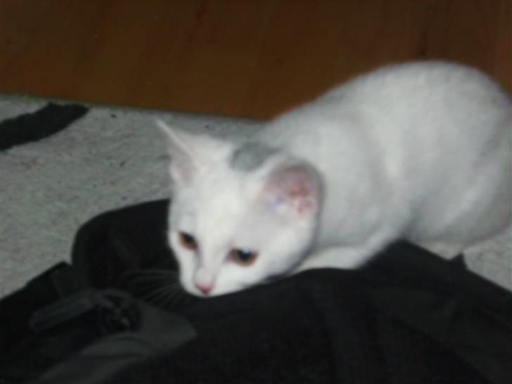 Huskat Matini ~Solgt~ - Hun kapre jevnligt min skoletaske, og det skal helst være de dage hvor jeg i forvejen har travlt... billede 11