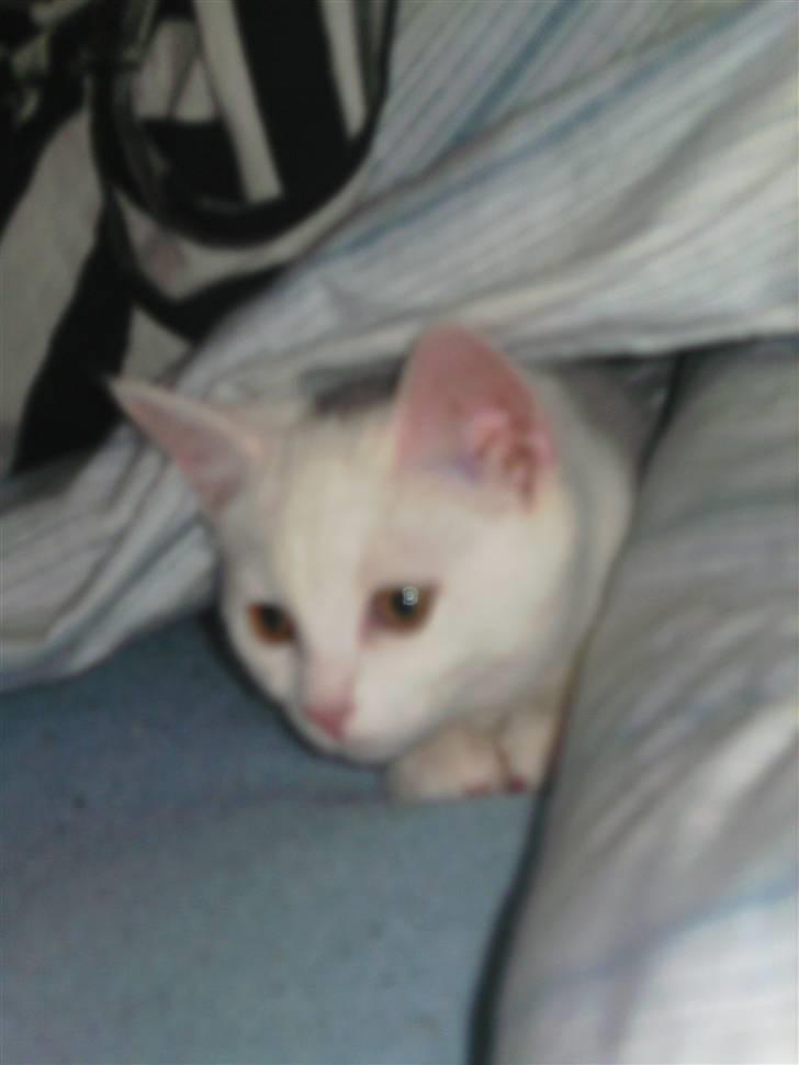 Huskat Matini ~Solgt~ - Der lå hun bare og sov da jeg kom hjem fra arbejde en dag.... billede 12