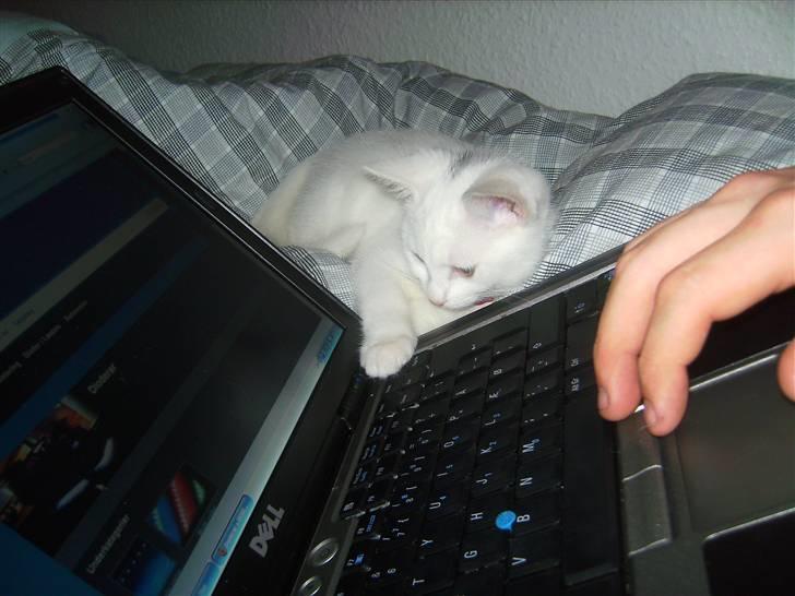 Huskat Morgan ~Solgt~  - Hun ville være med da jeg skulle lægge de nye billeder her ind... billede 9