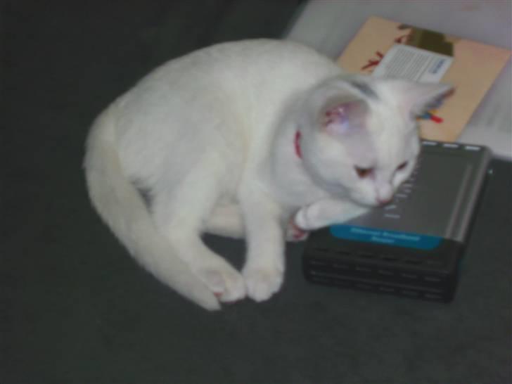 Huskat Morgan ~Solgt~  - Tje, hvad kan jeg sige... hun har en svag side for elekroniske aperarter... billede 10