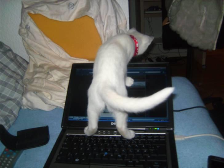 Huskat Morgan ~Solgt~  - Tror hun er tilfreds med de nye billeder, hvad med jer...? billede 11