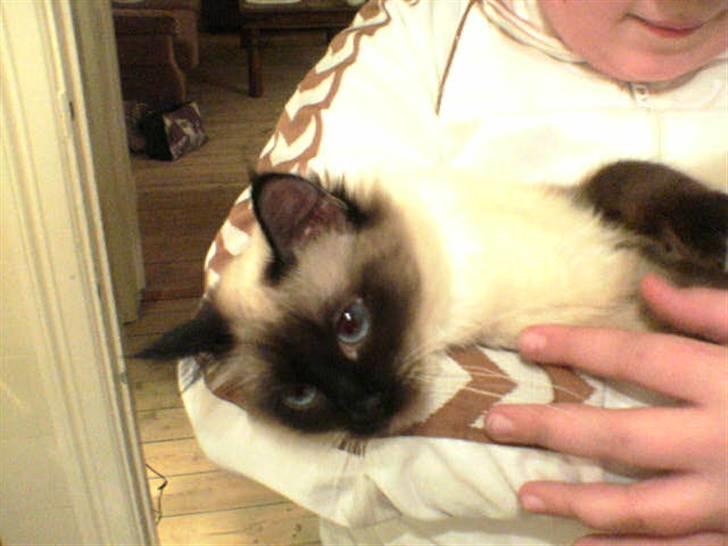 Hellig Birma Alexcia - Den dag jeg fik Alexcia billede 6