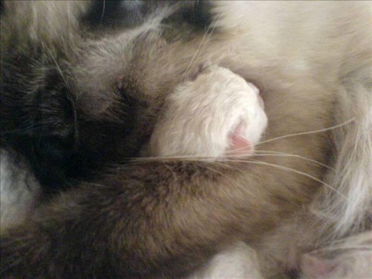 Hellig Birma Alexcia - Hende og hendes killing, hendes barn billede 7