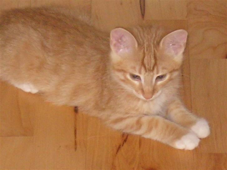 Blanding af racer Mozart *fået ny familie* - "Hej jeg hedder Mozart" billede 1