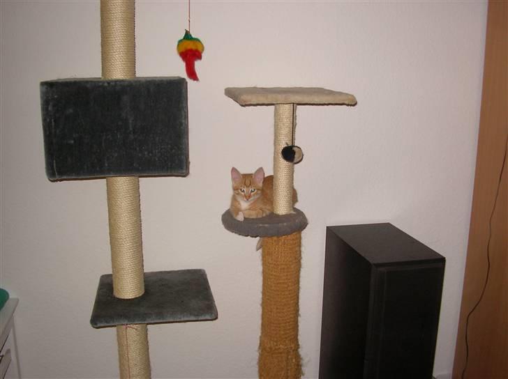 Blanding af racer Mozart *fået ny familie* - her kan de dumme hunde ikke nå mig!!! billede 2