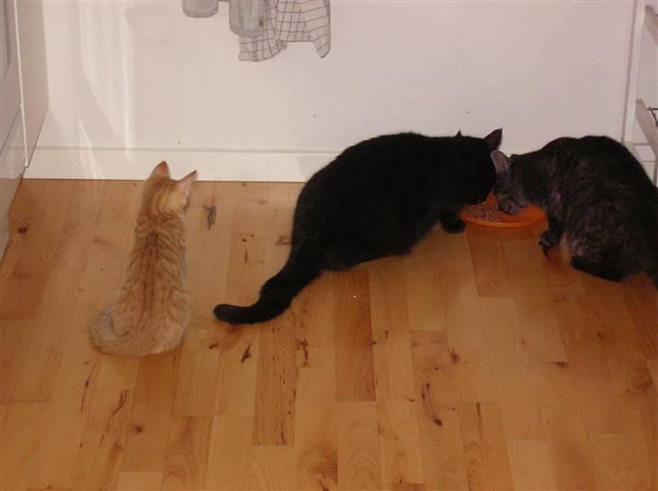 Blanding af racer Mozart *fået ny familie* - hmmmm de voksne spiser.. det er nok klogest at jeg venter til de er færdige... billede 3