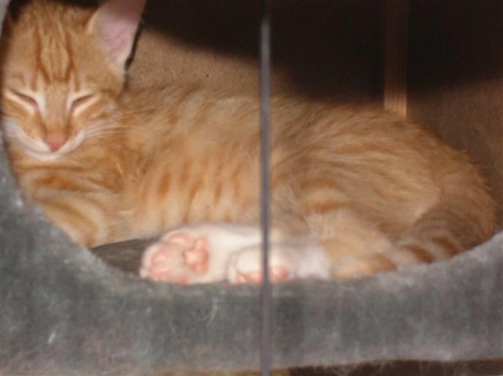 Blanding af racer Mozart *fået ny familie* - zzzzzzzzzzzz billede 4