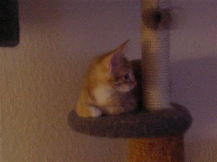 Blanding af racer Mozart *fået ny familie* billede 5