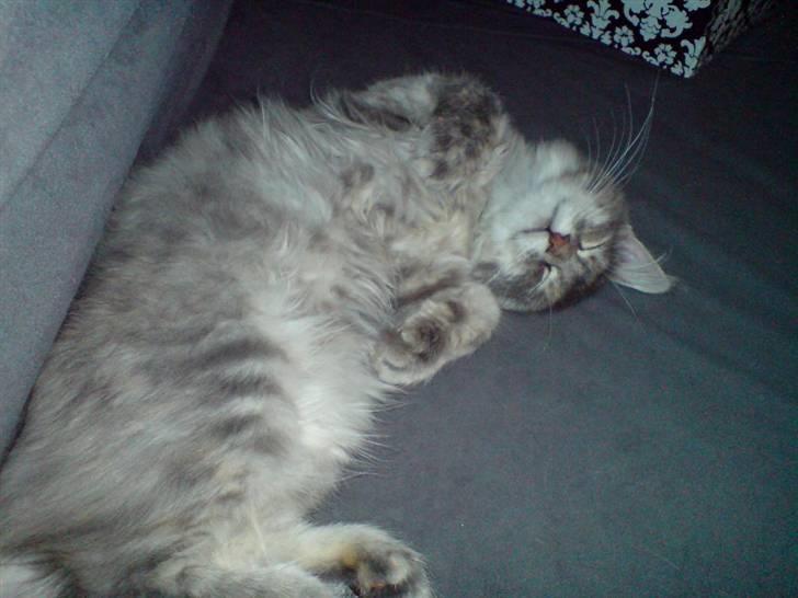 Maine Coon Ziska billede 1