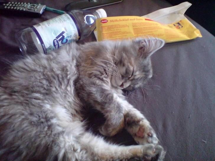 Maine Coon Ziska billede 2