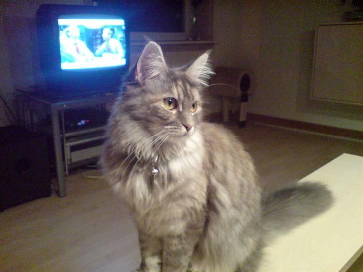 Maine Coon Ziska billede 3