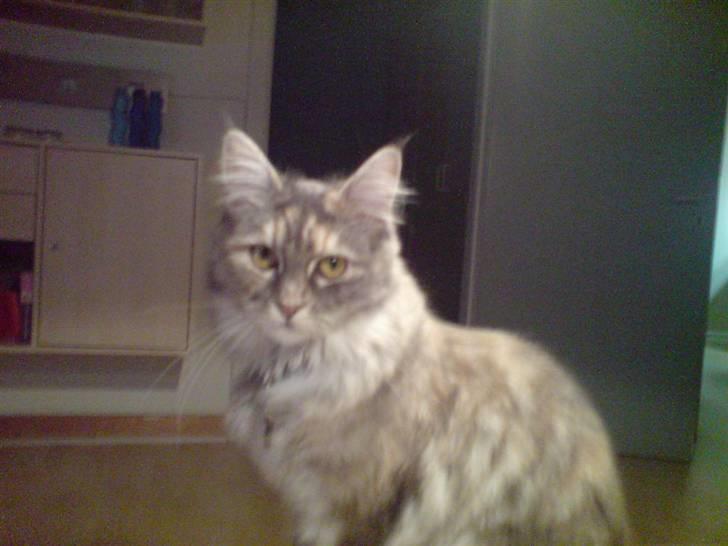 Maine Coon Ziska billede 4