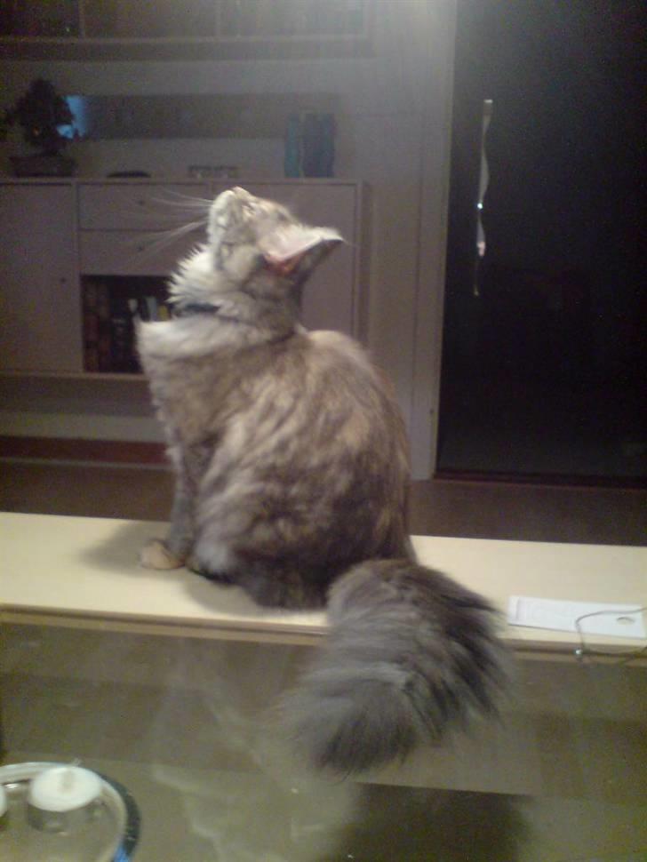 Maine Coon Ziska billede 5