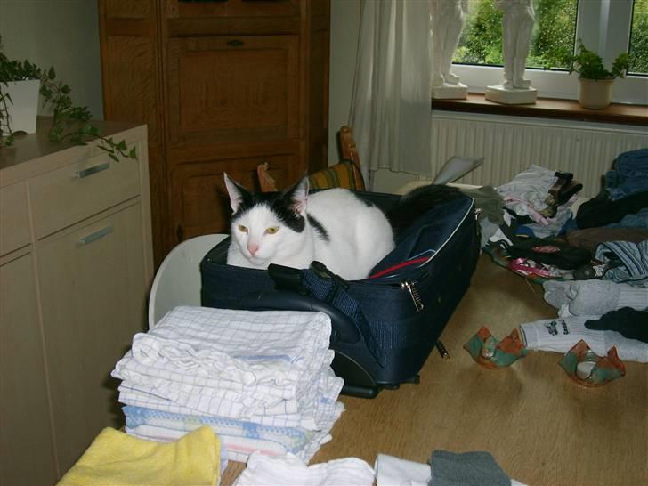 Blanding af racer nemo  - skal da med ud at rejse billede 14