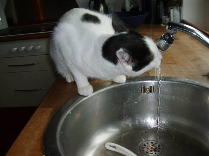 Blanding af racer nemo  - der er ikke noget bedre end frisk vand billede 15