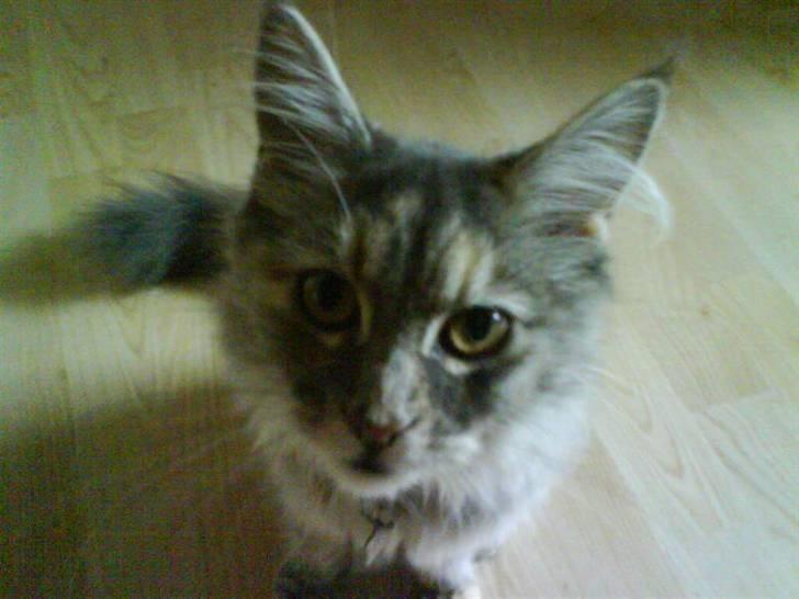 Maine Coon Ziska billede 6