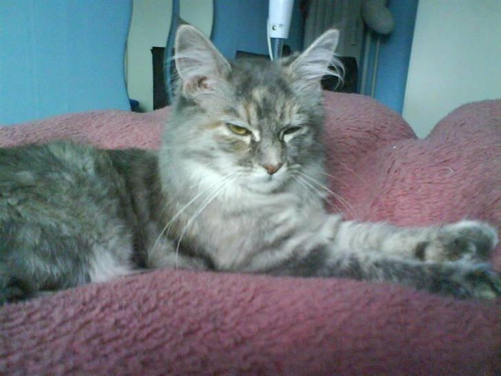 Maine Coon Ziska billede 7