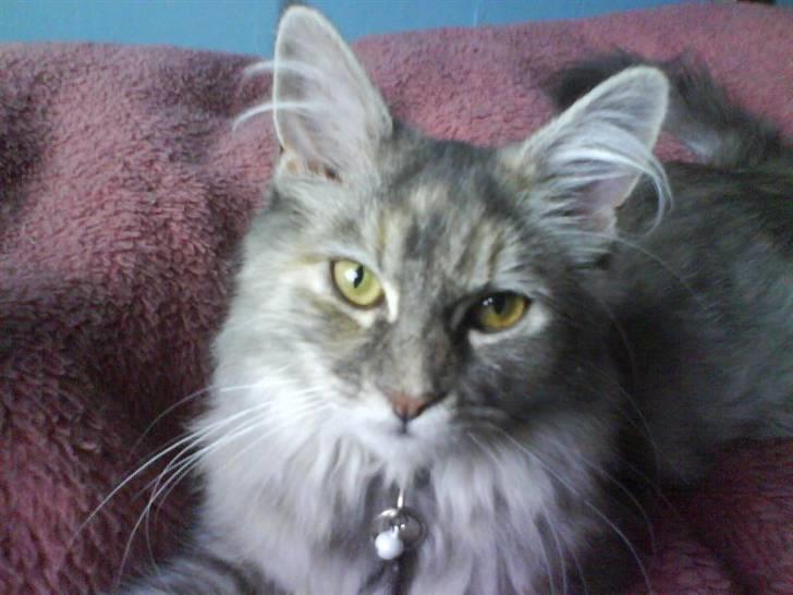 Maine Coon Ziska billede 8