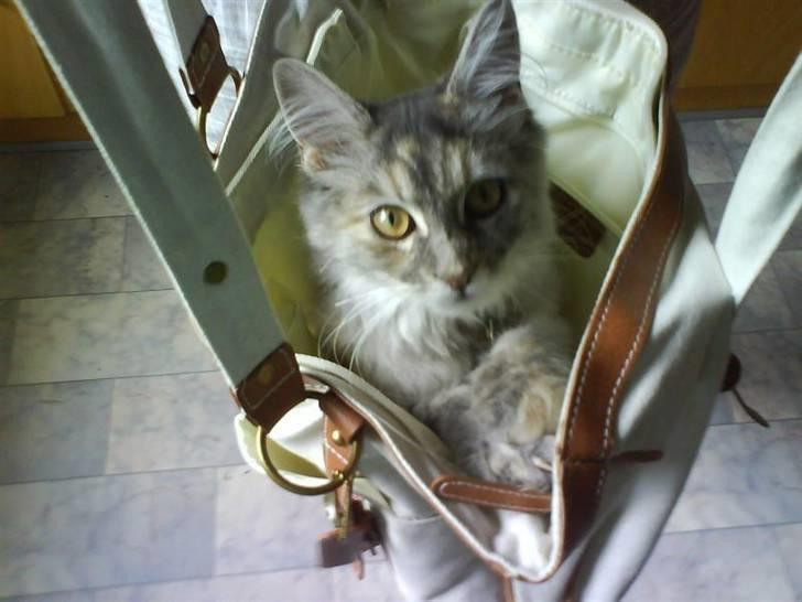 Maine Coon Ziska billede 9