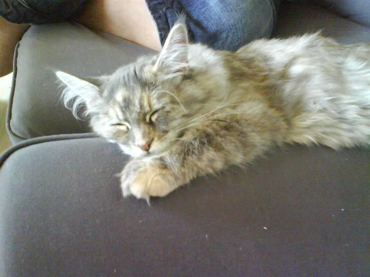 Maine Coon Ziska billede 10