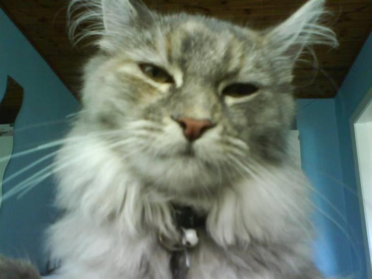 Maine Coon Ziska billede 11