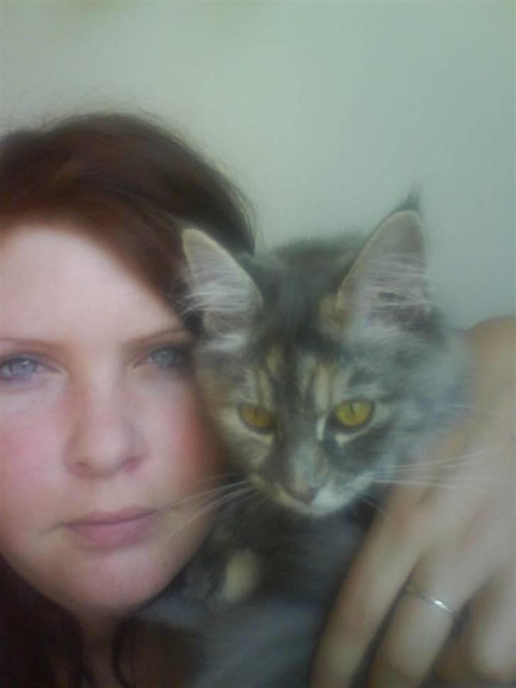 Maine Coon Ziska billede 12