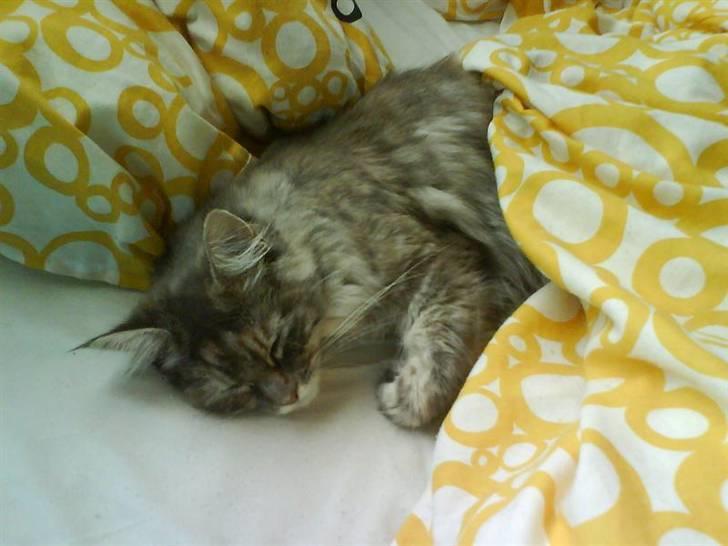 Maine Coon Ziska billede 13