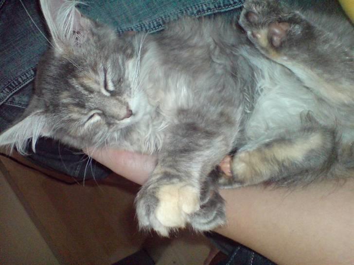 Maine Coon Ziska billede 14