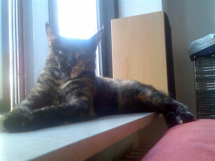 Blanding af racer Athenen - vindueskamen er bare stedet hvor man kan hygge sig billede 1