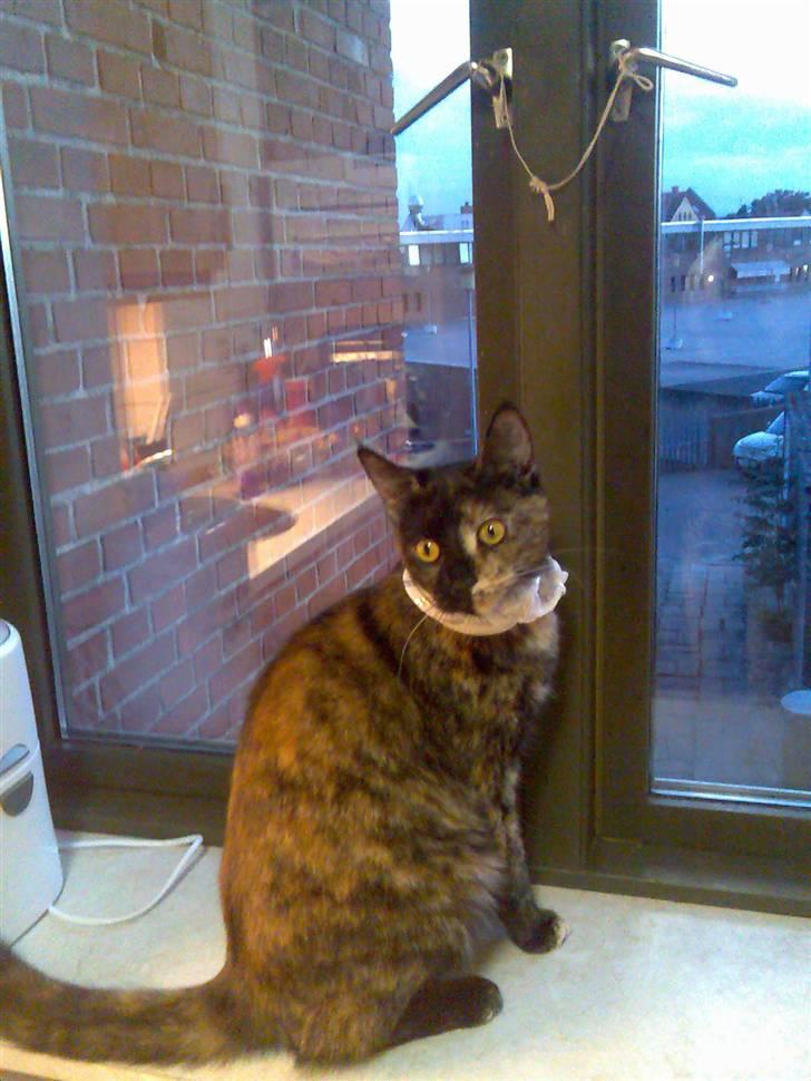 Blanding af racer Athenen - er jeg ikke fin med mors tørklæde???  billede 2