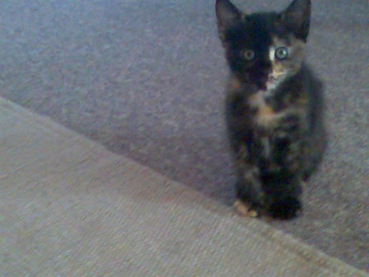 Blanding af racer Athenen - her var jeg bare en lille bitte killing billede 3