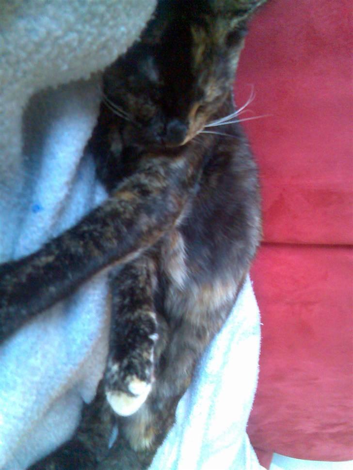 Blanding af racer Athenen - altid godt m ed en lur på mor Zzzz billede 4