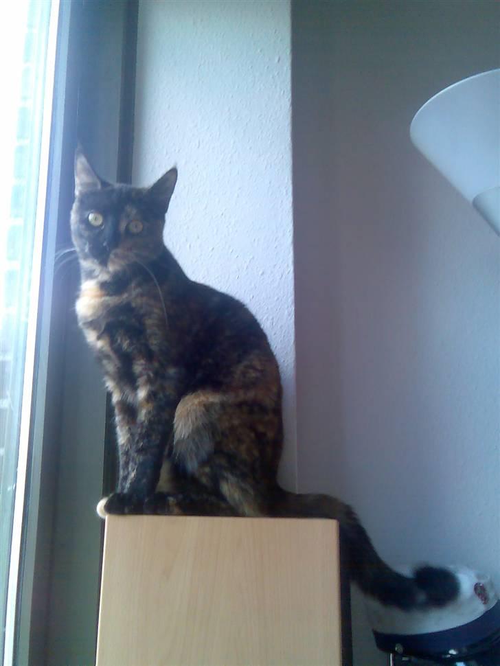 Blanding af racer Athenen - god udsigt billede 5