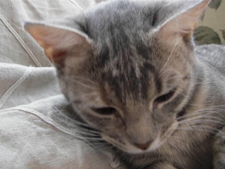 Huskat Freja billede 1