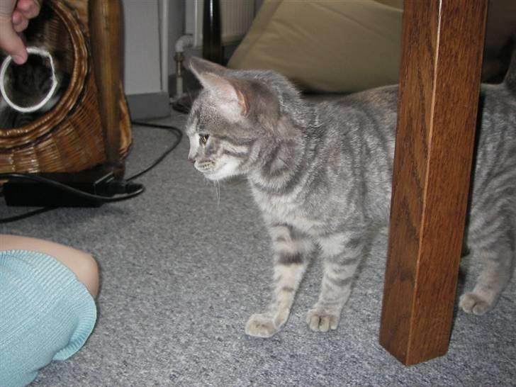 Huskat Freja billede 2