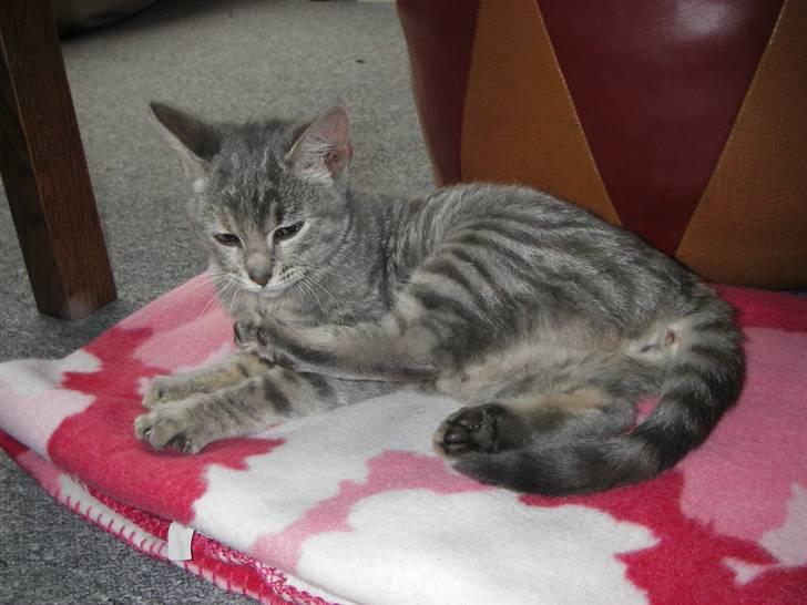 Huskat Freja billede 3