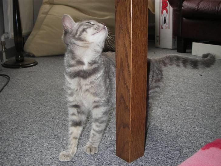 Huskat Freja billede 4