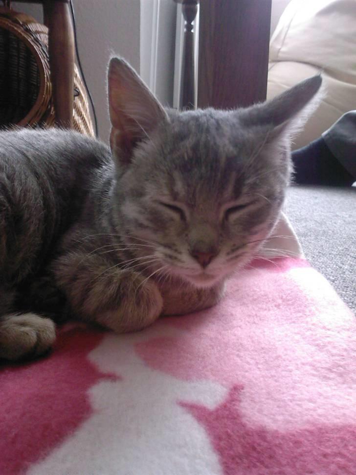 Huskat Freja billede 5