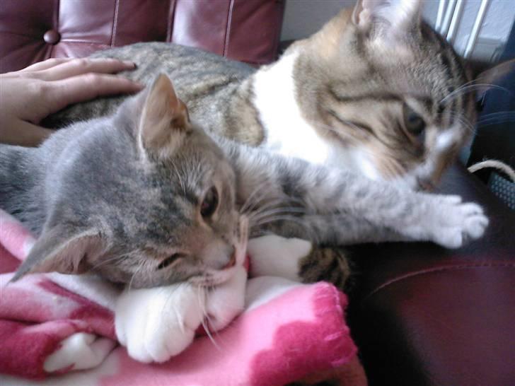 Huskat Freja billede 6