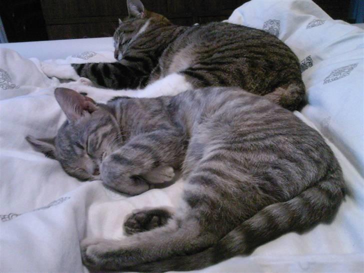 Huskat Freja billede 7