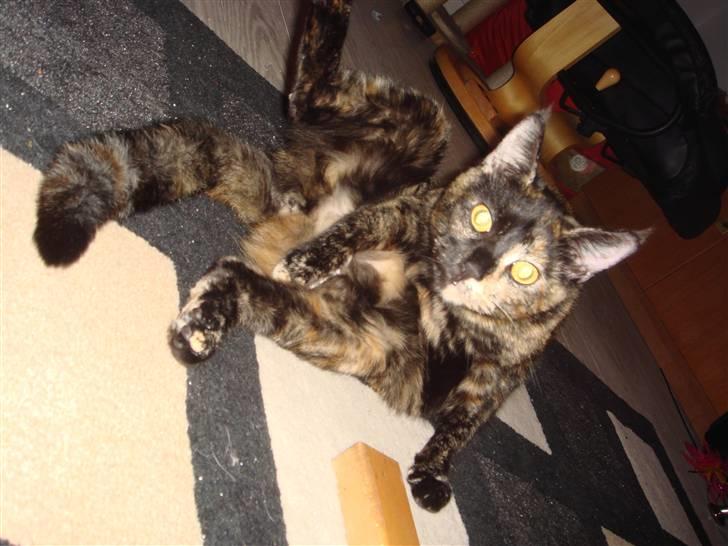 Blanding af racer Athenen - fanget i at vaske sig selv billede 6