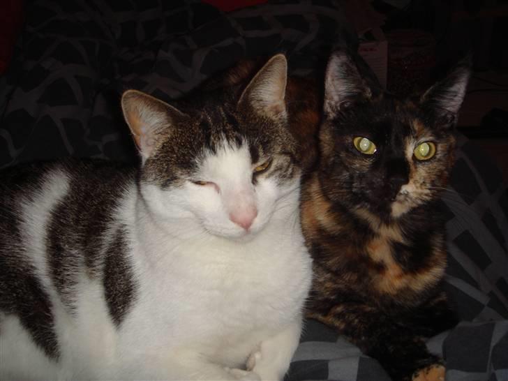 Blanding af racer Athenen - mig og capone billede 7