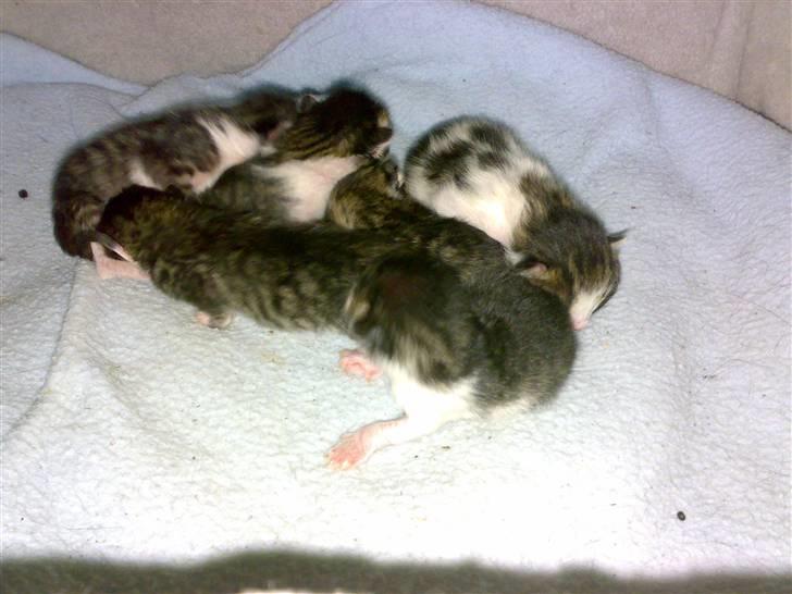 Huskat Perry billede 1