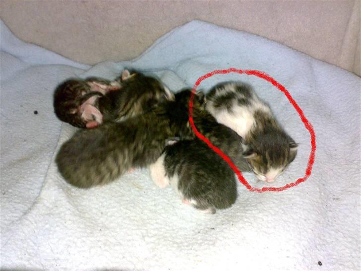 Huskat Perry billede 2