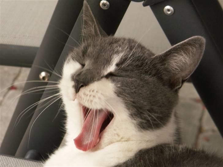 Huskat Line  billede 2