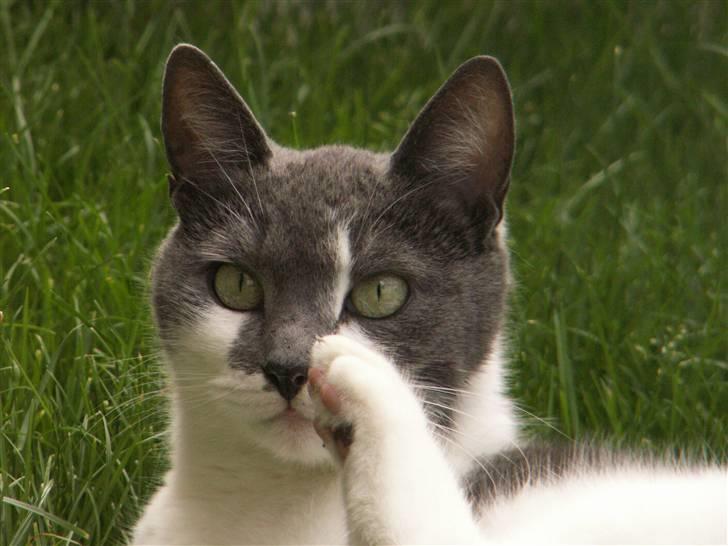 Huskat Line  billede 3