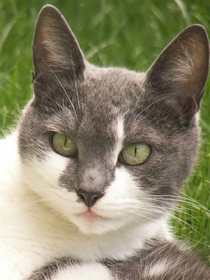 Huskat Line  billede 4