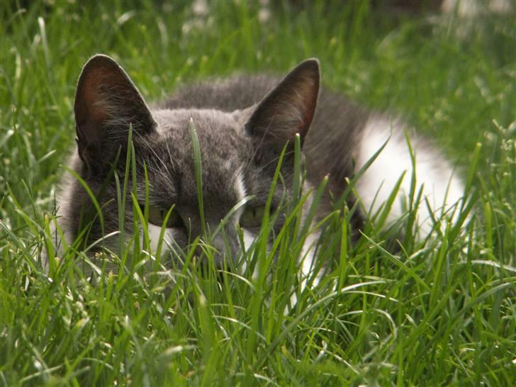 Huskat Line  billede 5