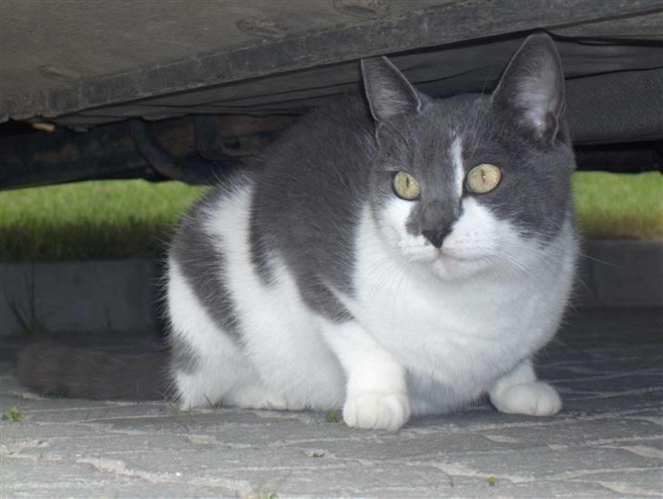 Huskat Line  billede 6