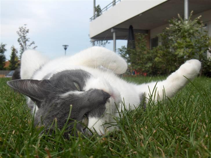 Huskat Line  billede 7